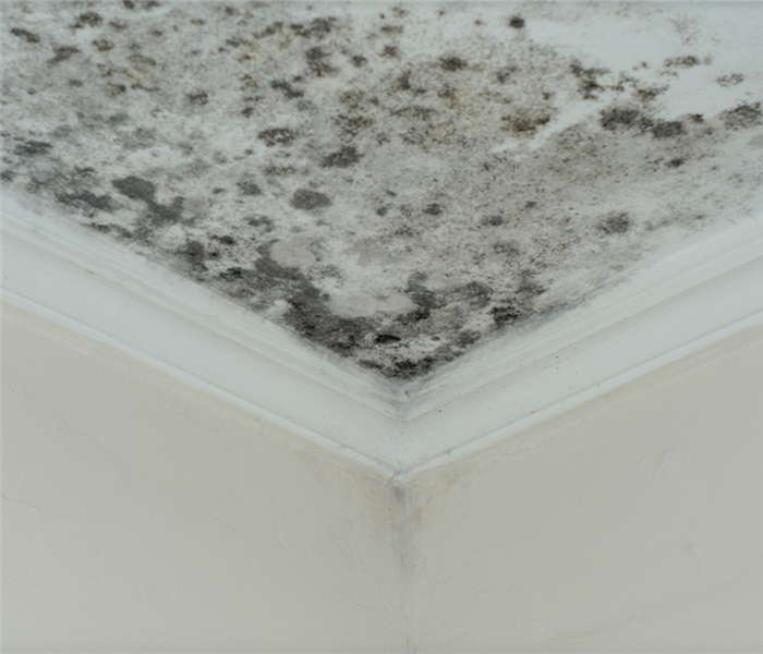 mold growing in the corner of a room on the ceiling